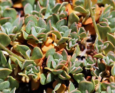 Eriogonum siskiyouense, photographed by Steve Matson