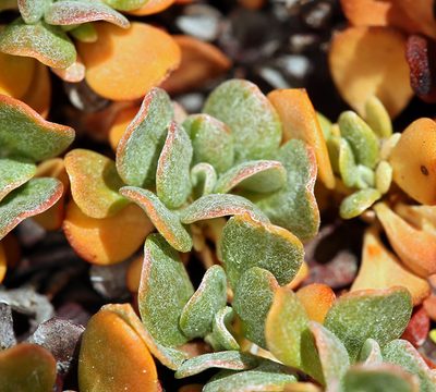 Eriogonum siskiyouense, photographed by Steve Matson