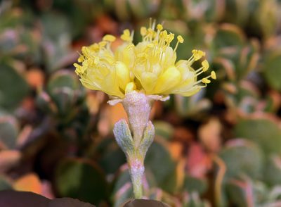 Eriogonum siskiyouense, photographed by Steve Matson