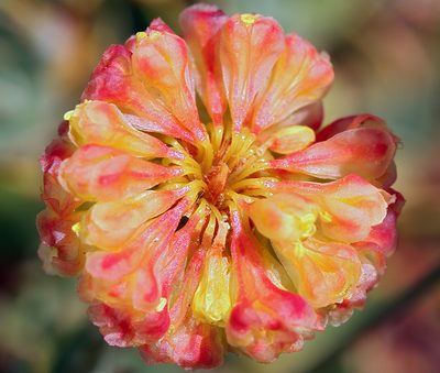 Eriogonum siskiyouense, photographed by Steve Matson