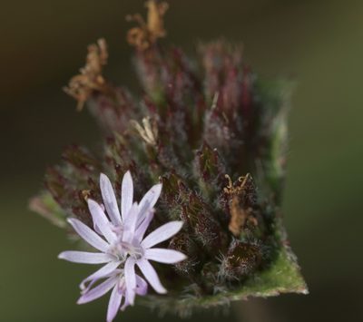 Elephantopus scaber, photographed by portioid