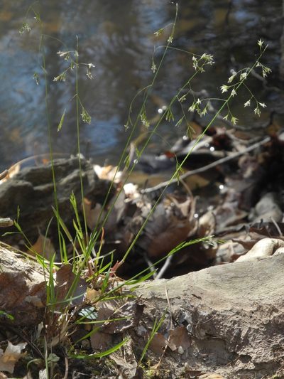 Poa autumnalis, photographed by Michael J. Papay