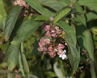 Clerodendrum fortunatum, photographed by portioid