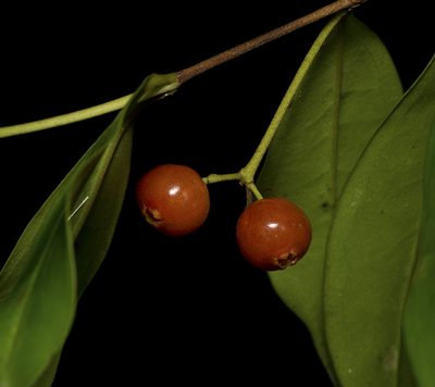 Archirhodomyrtus beckleri, photographed by Tony Eales