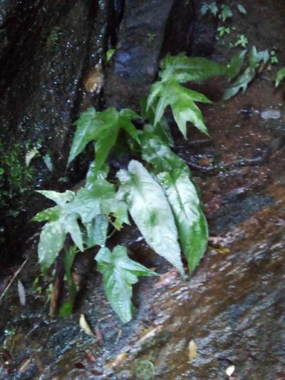 Dorstenia ramosa, photographed by Victor Farjalla Pontes