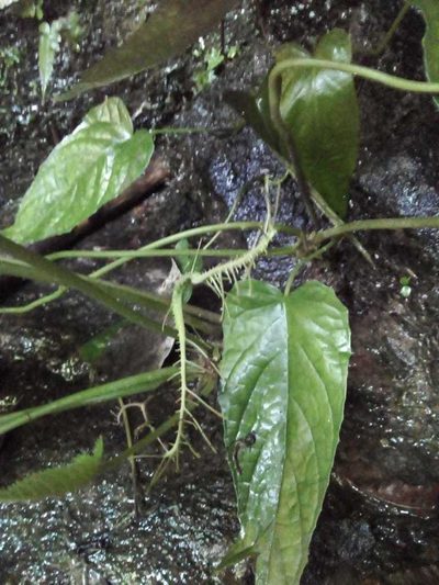 Dorstenia ramosa, photographed by Victor Farjalla Pontes