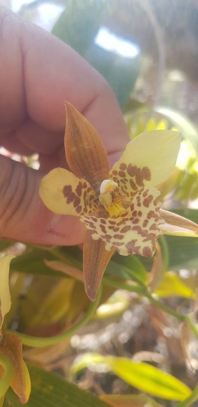 Rhynchostele maculata, photographed by Eugenio Padilla