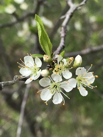 Prunus rivularis, photographed by lanechaffin