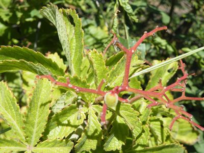 Cyphostemma lanigerum, photographed by Antoinette Eyssell Knox