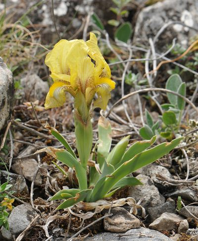 Iris reichenbachii, photographed by Todd Boland