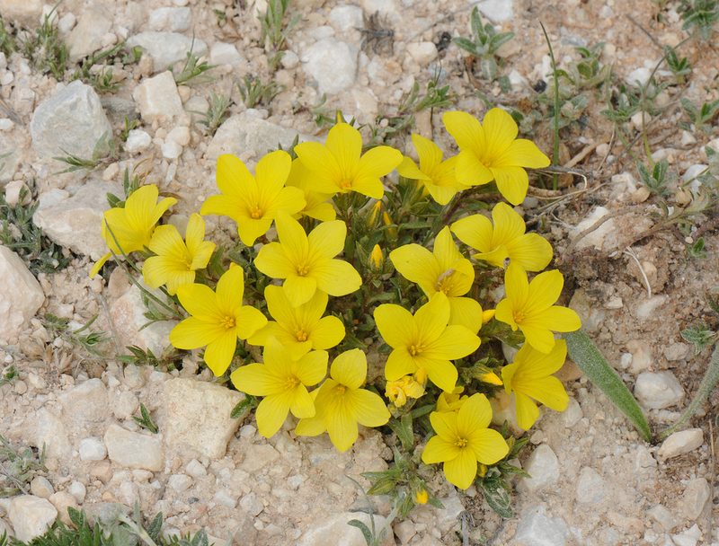 Linum elegans, photographed by Todd Boland