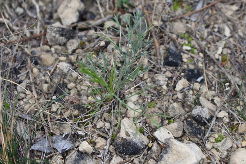 Seseli longifolium, photographed by Bastien Alegot