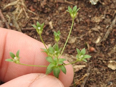 Androsace occidentalis, photographed by Sam Kieschnick