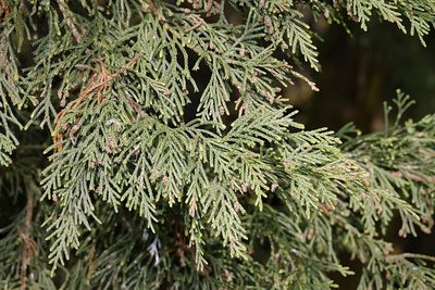Chamaecyparis lawsoniana, photographed by Stephen James McWilliam