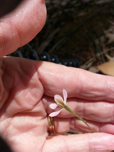 Caladenia prolata, photographed by Rosalie Lawrence