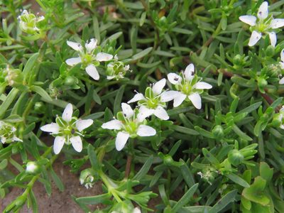 Arenaria digyna, photographed by Nicolas Olejnik