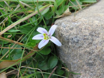 Lobelia oligophylla, photographed by Nicolas Olejnik