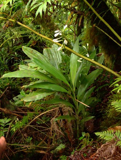 Phaius amboinensis, photographed by Peter de Lange