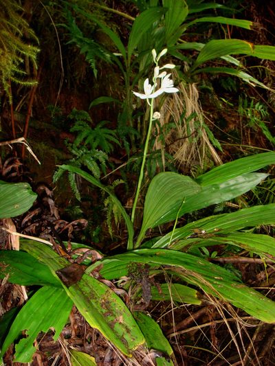 Phaius amboinensis, photographed by Peter de Lange