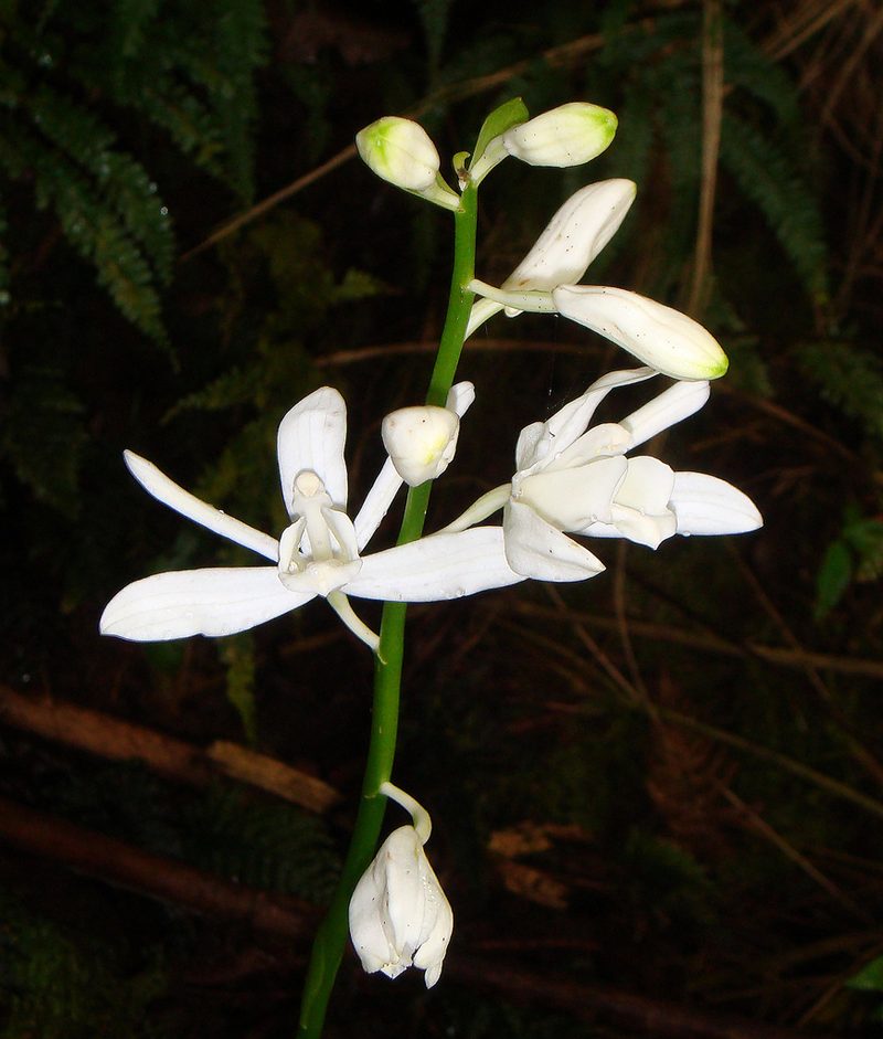 Phaius amboinensis, photographed by Peter de Lange