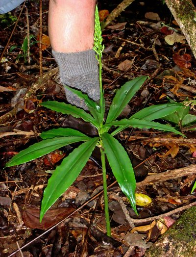 Habenaria amplifolia, photographed by Peter de Lange