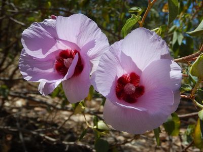 Gossypium sturtianum, photographed by Steve Doyle