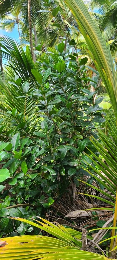 Amphitecna latifolia, photographed by ritirene