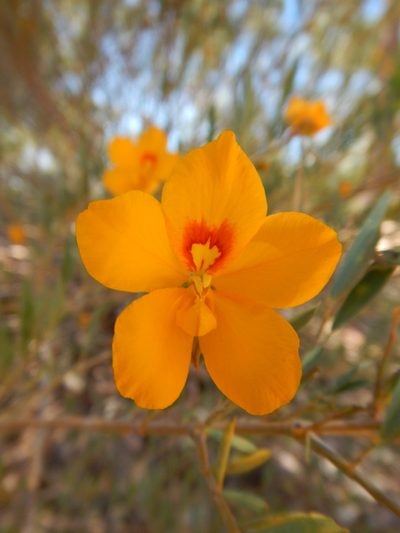 Petalostylis labicheoides, photographed by Steve Doyle