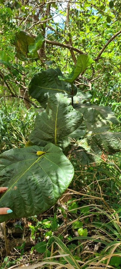 Coccoloba rugosa, photographed by ritirene