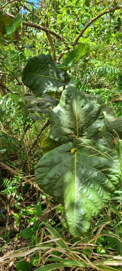 Coccoloba rugosa, photographed by ritirene
