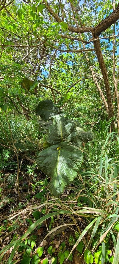 Coccoloba rugosa, photographed by ritirene