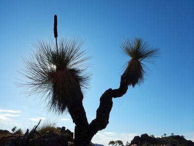 Xanthorrhoea quadrangulata, photographed by Steve Doyle
