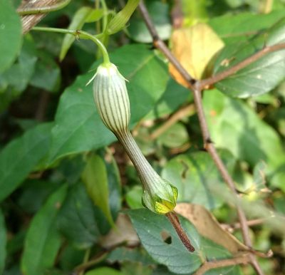 Ceropegia candelabrum, photographed by Ajit Ampalakkad