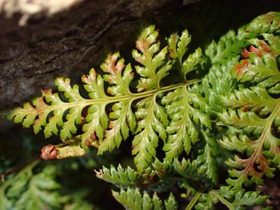 Aspidotis californica, photographed by George Williams