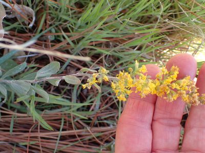 Solidago velutina, photographed by George Williams