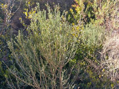 Genista linifolia, photographed by Alix Kosmala