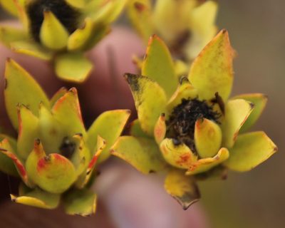 Leucadendron stelligerum, photographed by Tony Rebelo