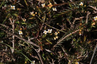 Lachnaea filicaulis, photographed by Tony Rebelo