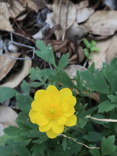 Ranunculus macranthus, photographed by Tyler Cannon