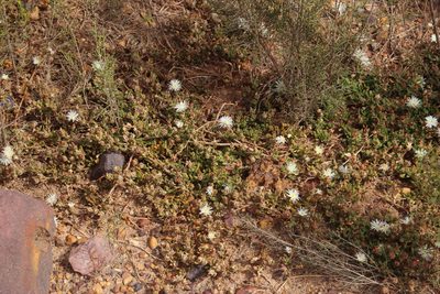 Mesembryanthemum canaliculatum, photographed by Tony Rebelo