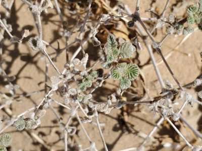 Tiquilia plicata, photographed by Bob Miller