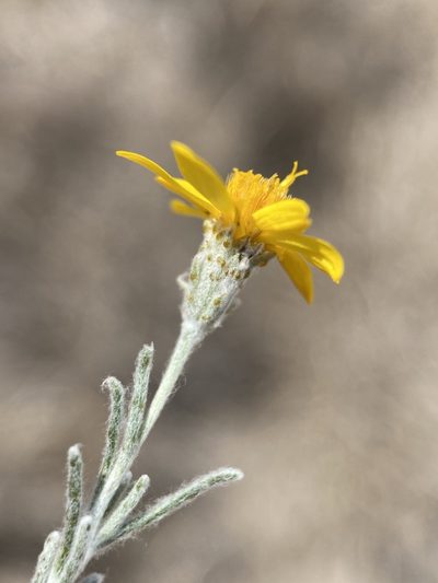 Thymophylla tephroleuca, photographed by Matt Berger