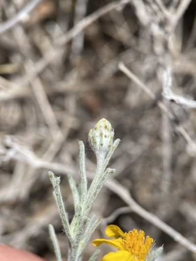 Thymophylla tephroleuca, photographed by Matt Berger