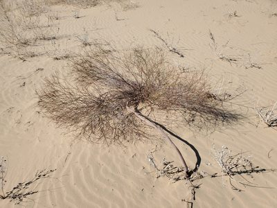 Eriogonum deserticola, photographed by Bob Miller