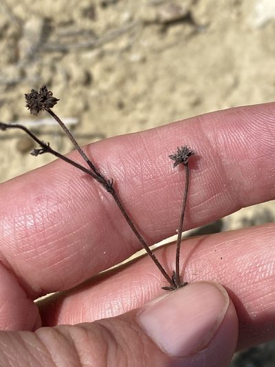 Eriogonum greggii, photographed by Matt Berger