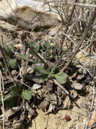 Eriogonum greggii, photographed by Matt Berger
