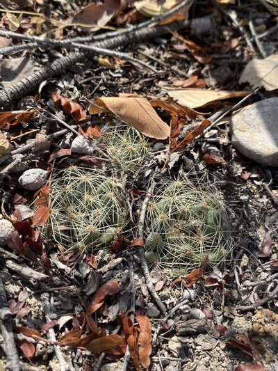 Mammillaria sphaerica, photographed by Matt Berger