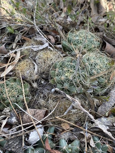 Mammillaria sphaerica, photographed by Matt Berger