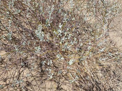 Eriogonum deserticola, photographed by Bob Miller