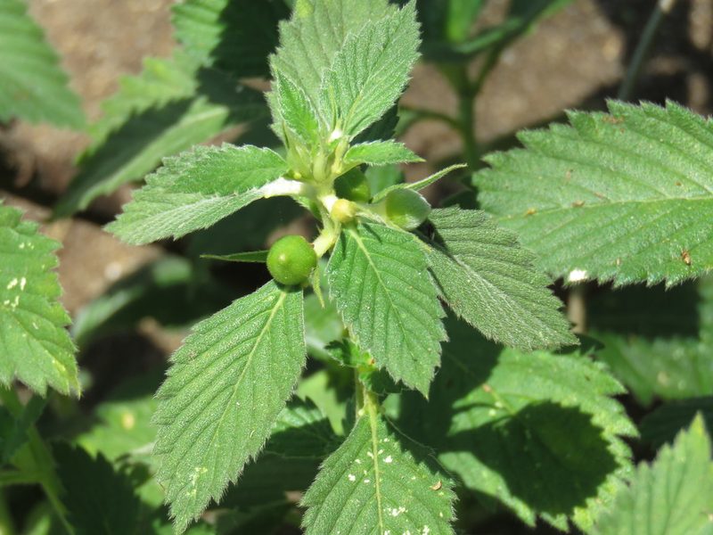 Turnera velutina, photographed by Alexis López Hernández